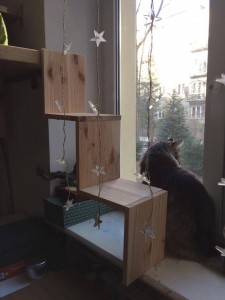 Mieszkanie przystosowane dla kota 