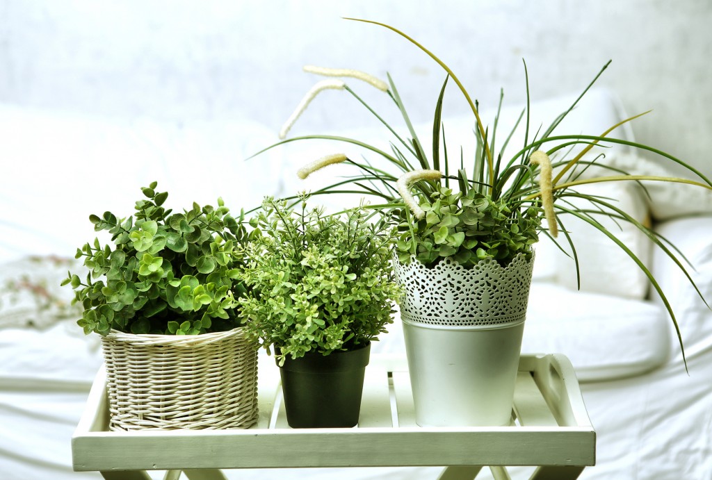 Rośliny, które oczyszczą powietrze w domu
