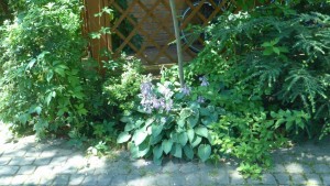 Funkie – rośliny idealne do zacienionego ogrodu
