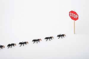 Jak pozbyć się mrówek z domu?