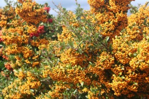We wrześniowym ogrodzie – kwiaty, krzewy i drzewa między latem a jesienią