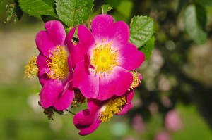 Głóg i dzika róża – krzewy na zdrowie!