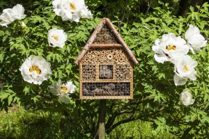 Hotele dla pszczół i owadów zapylających