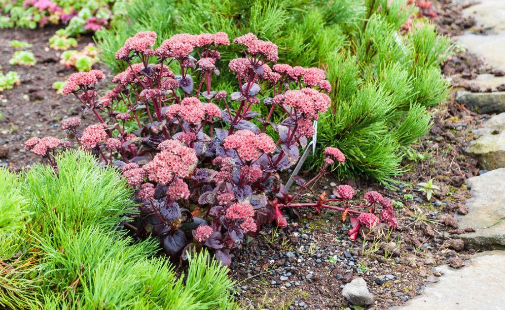 Zieleń w kolorze burgunda – bordowe byliny w ogrodzie