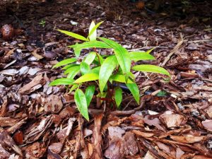 Ściółkowanie roślin – ważne, szczególnie w letnie upały