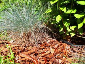 Ściółkowanie roślin – ważne, szczególnie w letnie upały