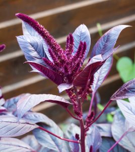 Zieleń w kolorze burgunda – bordowe byliny w ogrodzie