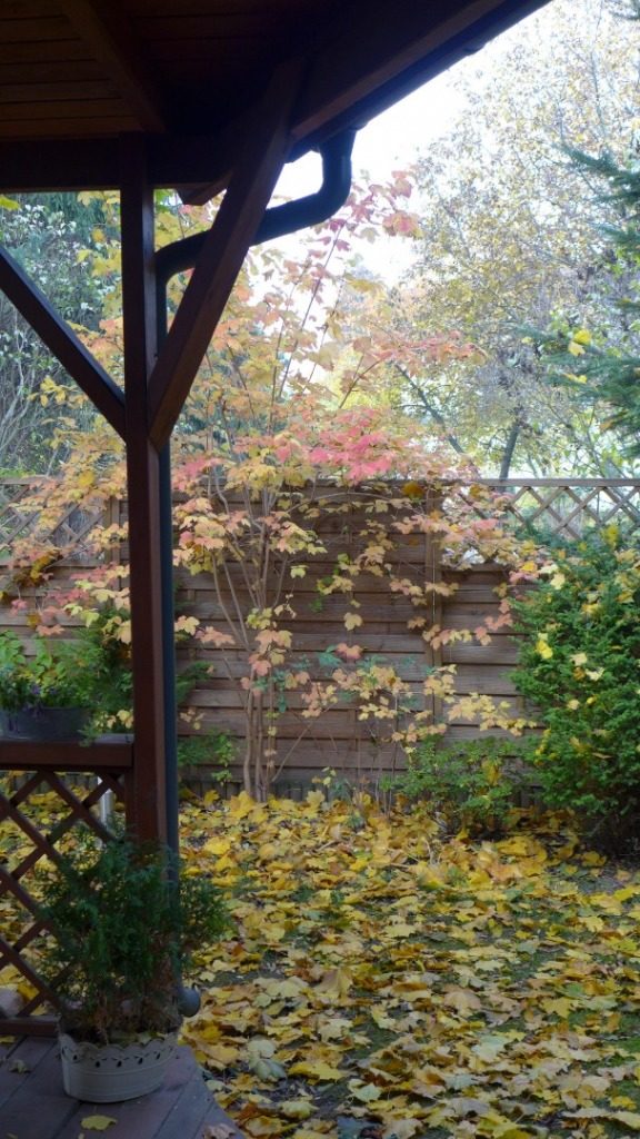Jesienny ogród – chwilo trwaj! 