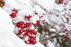 Śnieg w ogrodzie