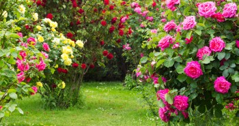 6 zasad wiosennego cięcia róż