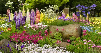 Zanim ogród zakwitnie pełnią kolorów