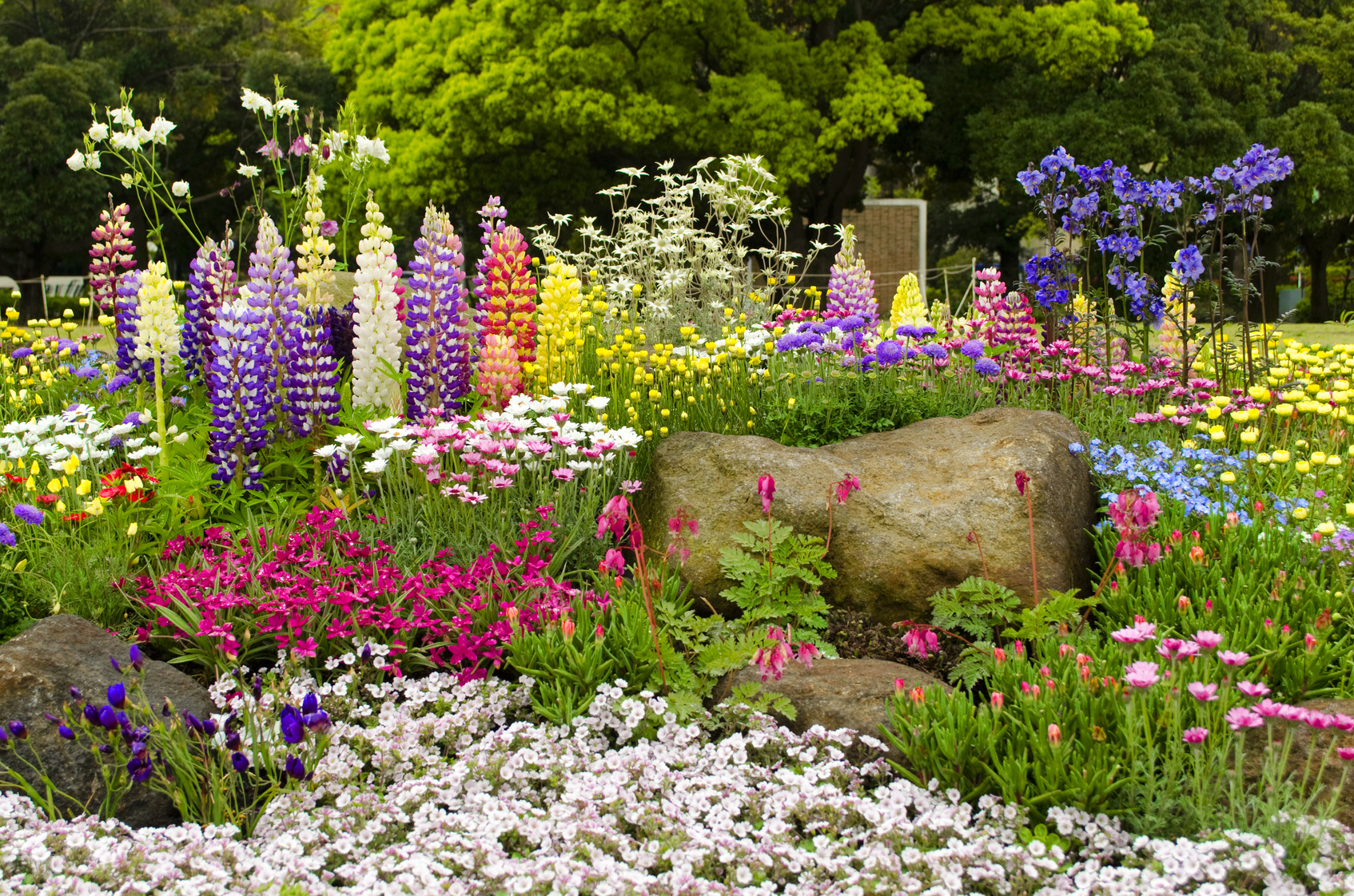 Фото красивых цветов для сада и названия. Люпин в миксбордере. Миксбордер с однолетниками. Многолетники сада многолетники сада. Люпины в ландшафте сада.
