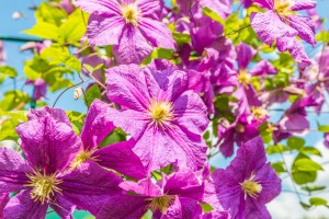 Powojniki - dobry sposób na ukwiecony balkon