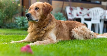 Pies i ogród – łączymy dwie sprzeczności