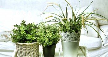 Rośliny, które oczyszczą powietrze w domu