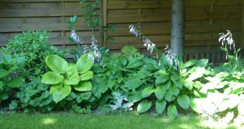 Funkie – rośliny idealne do zacienionego ogrodu