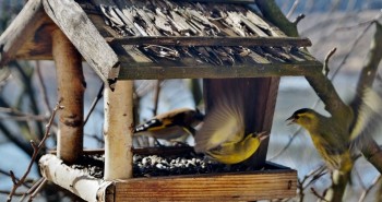 Karma dla ptaków – czym karmić ptaki zimujące