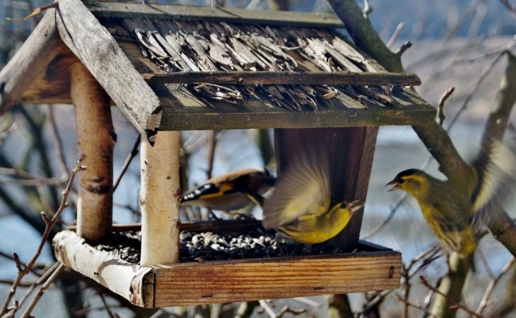 Karma dla ptaków – czym karmić ptaki zimujące