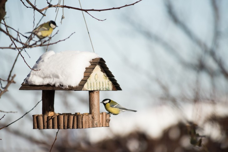 Karmnik dla ptaków – jaki wybrać?
