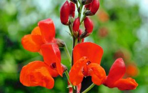 Dlaczego warto wysiewać kwiaty jednoroczne