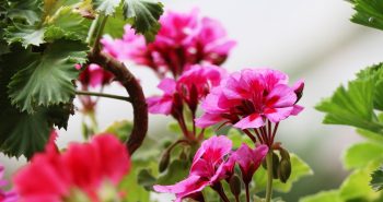 Dlaczego warto wysiewać kwiaty jednoroczne