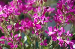 Dlaczego warto wysiewać kwiaty jednoroczne