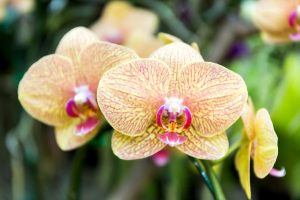 Falenopsis – najpopularniejszy storczyk