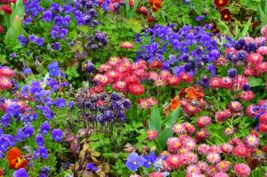 Wielokolorowa rabata kwiatowa