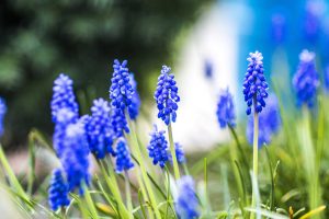 Niebiesko w wiosennym ogrodzie