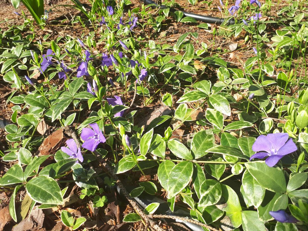 Niebiesko w wiosennym ogrodzie
