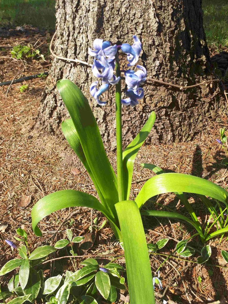 Niebiesko w wiosennym ogrodzie