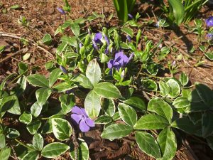 Niebiesko w wiosennym ogrodzie