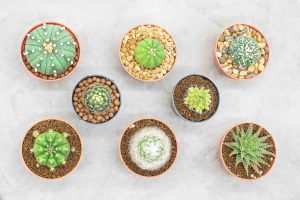 Ogródek dla leniwych – miniskalniak