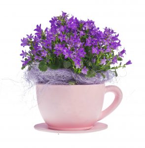 Dzwonki ogrodowe w pojemnikach