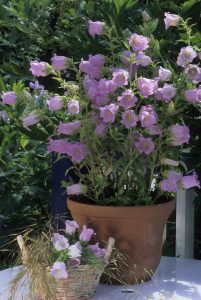 Dzwonki ogrodowe w pojemnikach