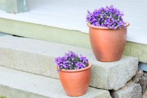 Dzwonki ogrodowe w pojemnikach