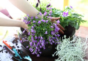 Dzwonki ogrodowe w pojemnikach