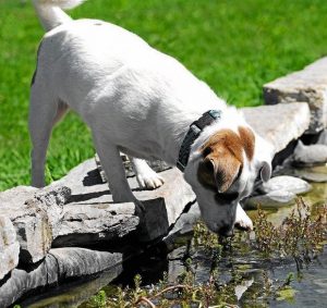 Pies i ogród – łączymy dwie sprzeczności