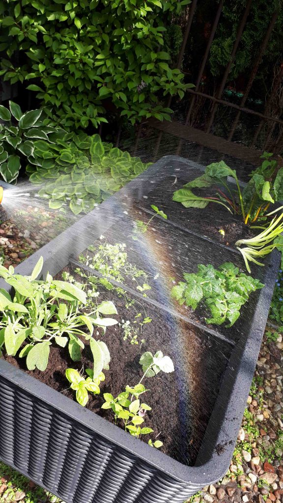 Warzywnik – łatwy sposób na ogrodową grządkę