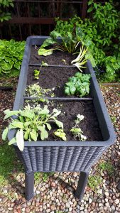 Warzywnik – łatwy sposób na ogrodową grządkę