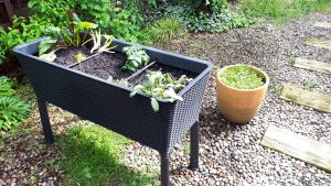 Warzywnik – łatwy sposób na ogrodową grządkę