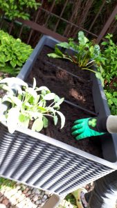 Warzywnik – łatwy sposób na ogrodową grządkę