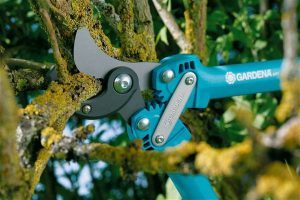 Ważne cięcie roślin, czyli wiosna z sekatorem