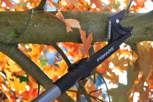 Ważne cięcie roślin, czyli wiosna z sekatorem