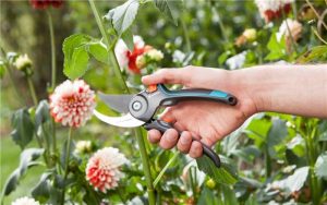Ważne cięcie roślin, czyli wiosna z sekatorem