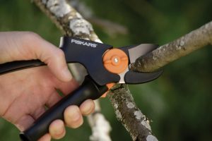 Ważne cięcie roślin, czyli wiosna z sekatorem