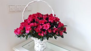 Azalia z doniczki wprost do ogrodu