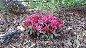 Azalia z doniczki wprost do ogrodu