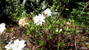 Azalia z doniczki wprost do ogrodu