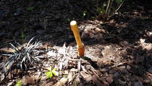 Azalia z doniczki wprost do ogrodu